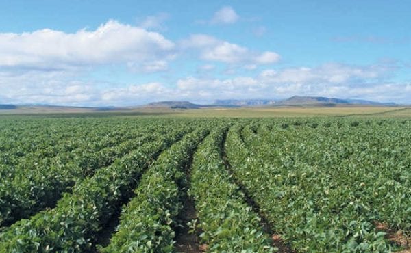 Co-op's overarching aim is 100% physically certified soy across its supply chain by 2025 