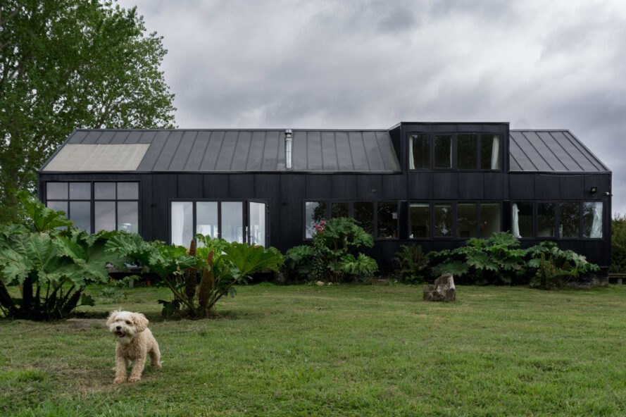 dog in yard in front of black home